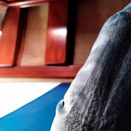 1983 * 大加那利岛拉斯帕尔马斯