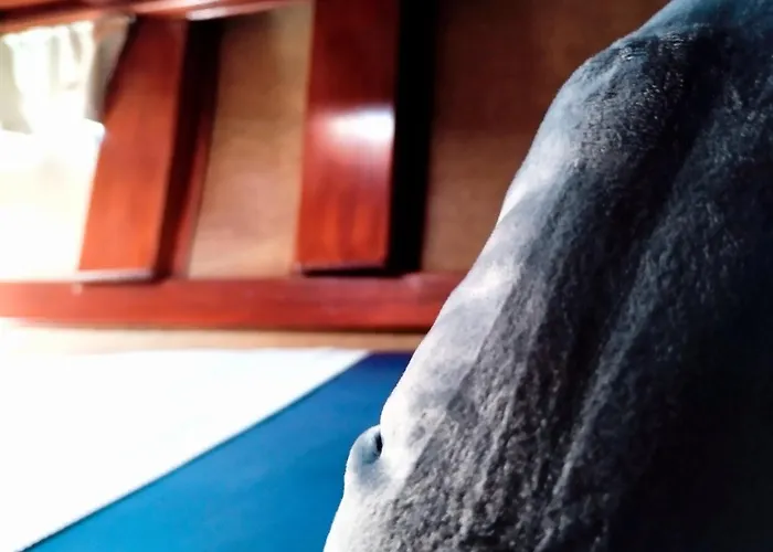 1983 * 大加那利岛拉斯帕尔马斯